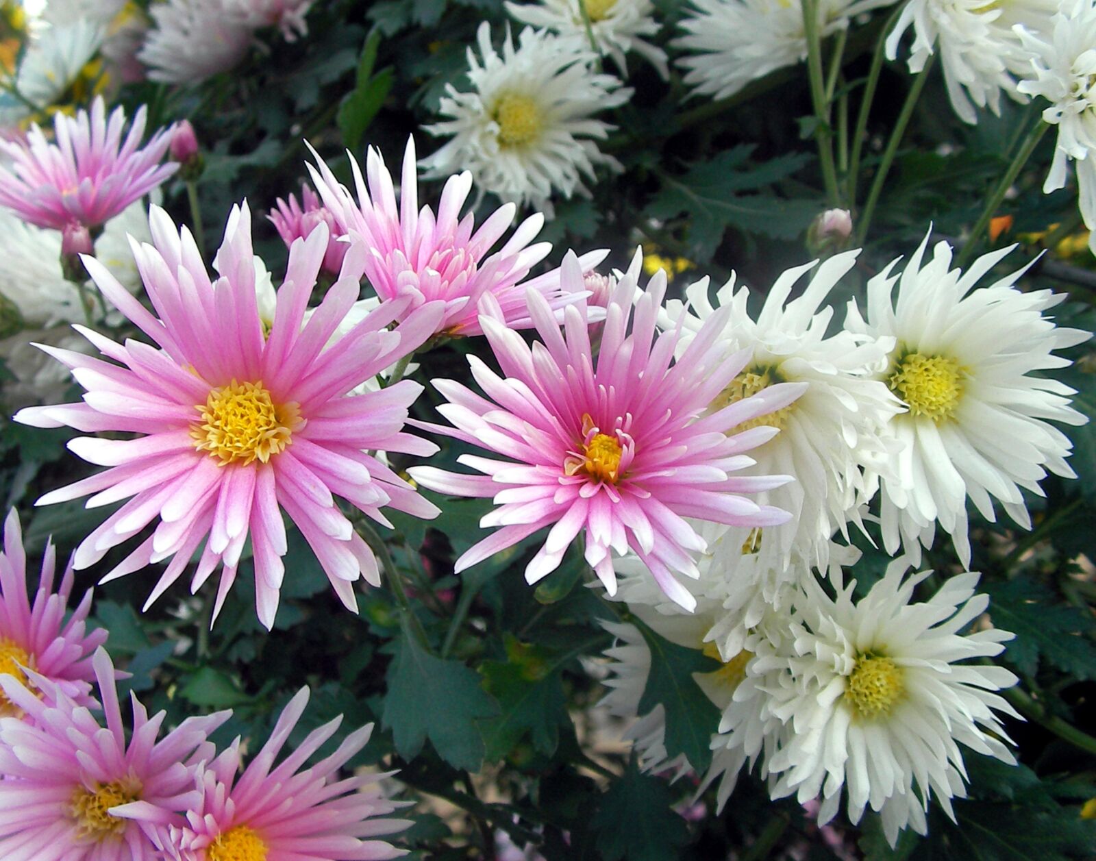 SANYO C40 sample photo. Flowers, plants, nature photography