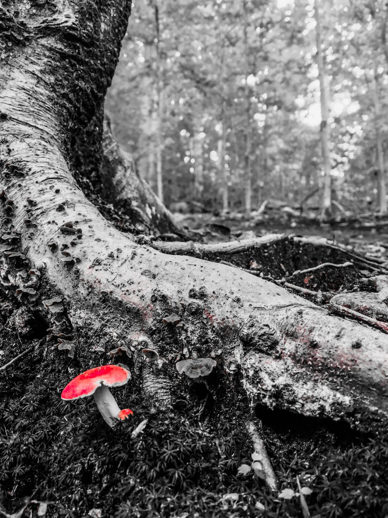 Apple iPhone 6s sample photo. Mushroom, tree, red photography