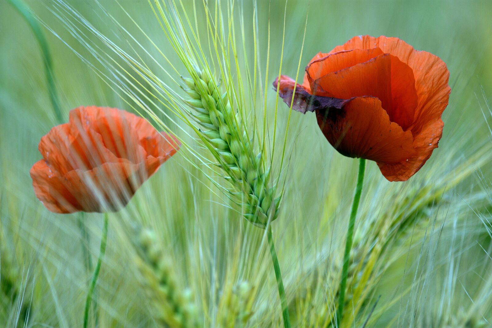 Nikon D3400 sample photo. Poppy, poppies, kłos photography