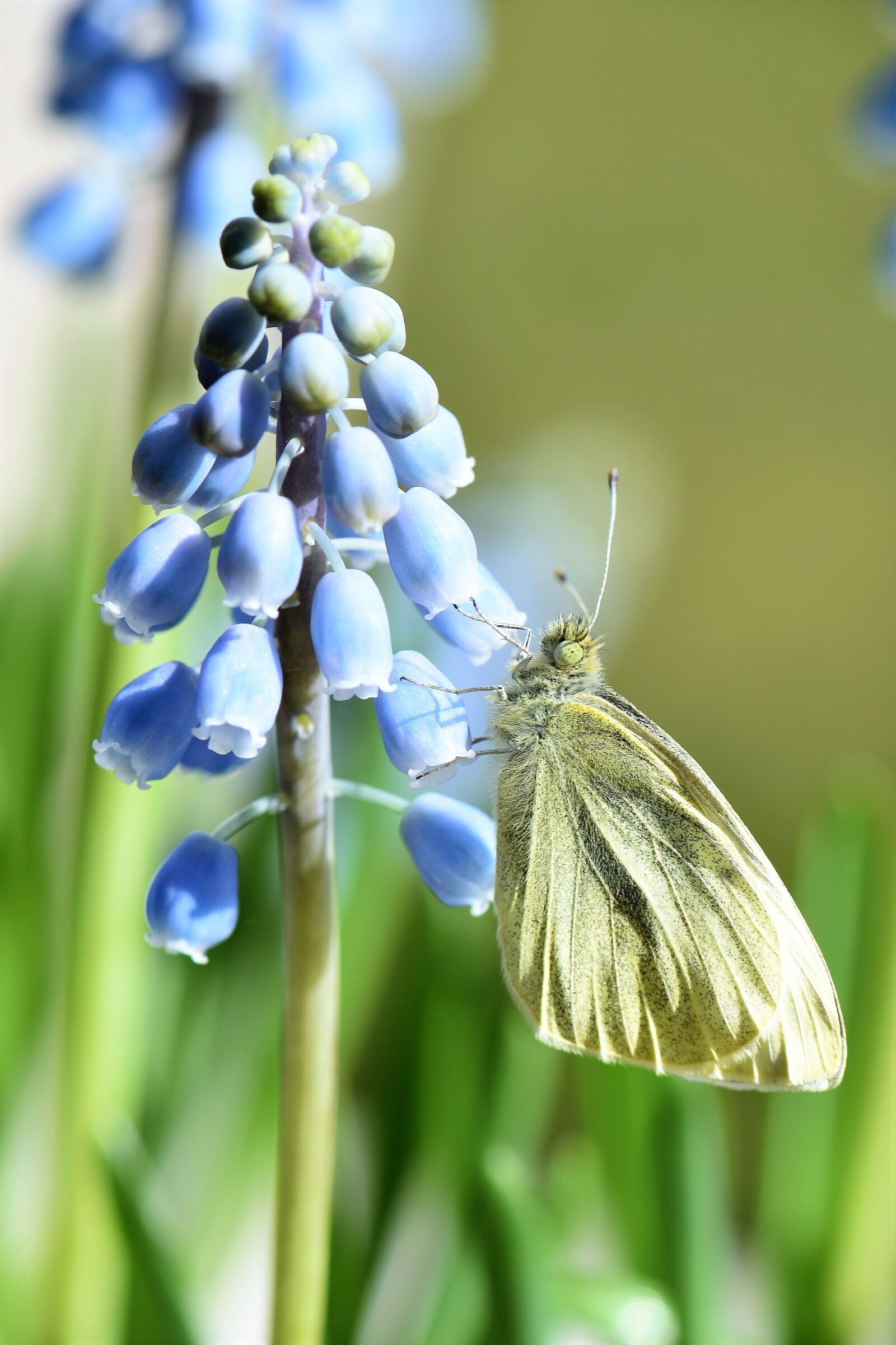 Nikon D5500 sample photo. Butterfly, gonepteryx rhamni, animal photography