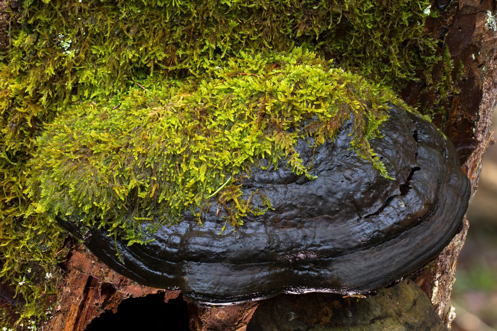 Canon EOS 7D sample photo. Mushroom, tree fungus, bemoost photography