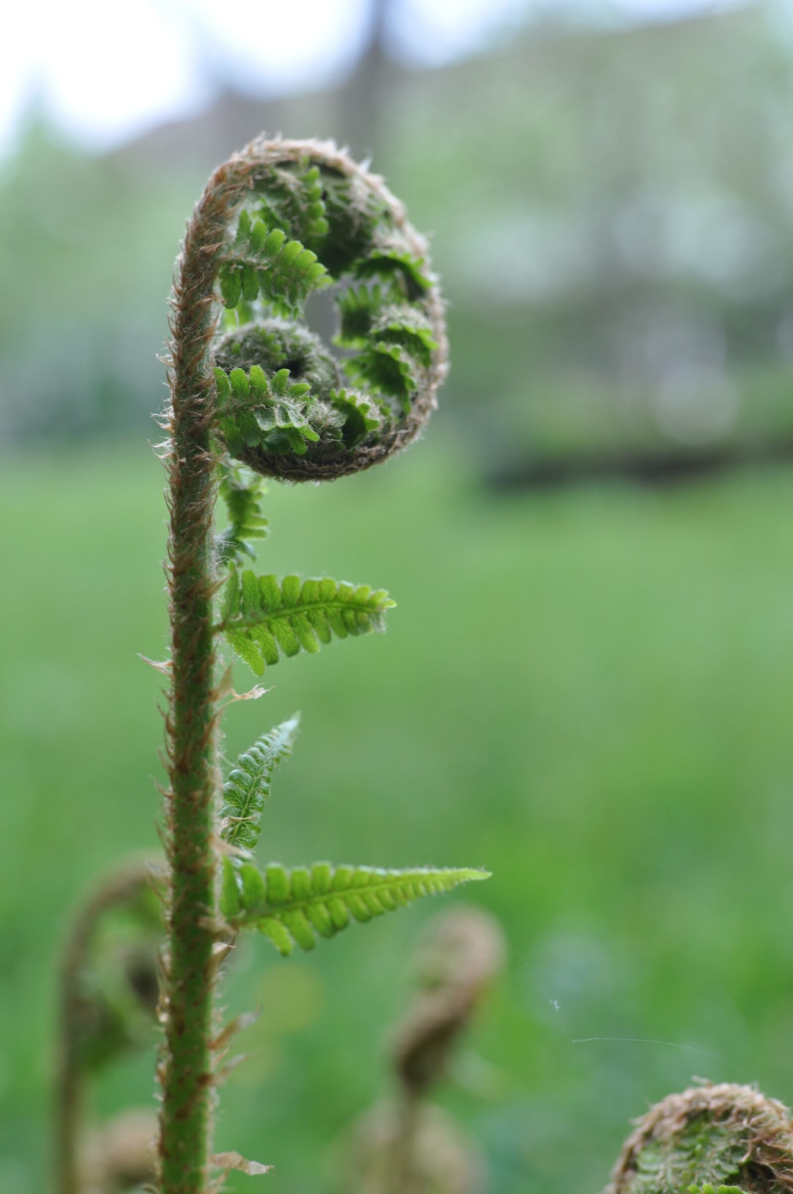 Nikon D90 sample photo. Forest, fern, green photography