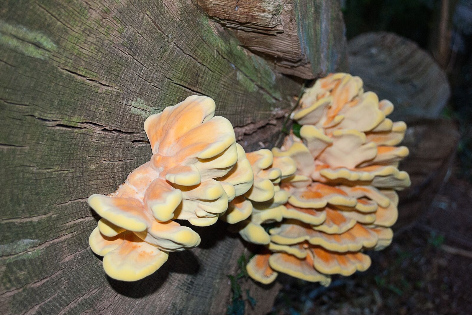 Nikon D3000 sample photo. Agaric, fungi, tree trunk photography