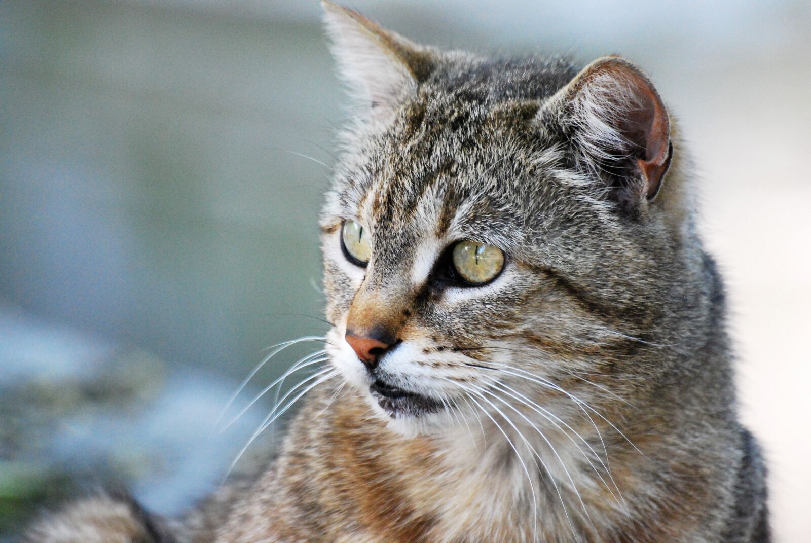 Nikon D60 sample photo. Cat, animal, pet photography