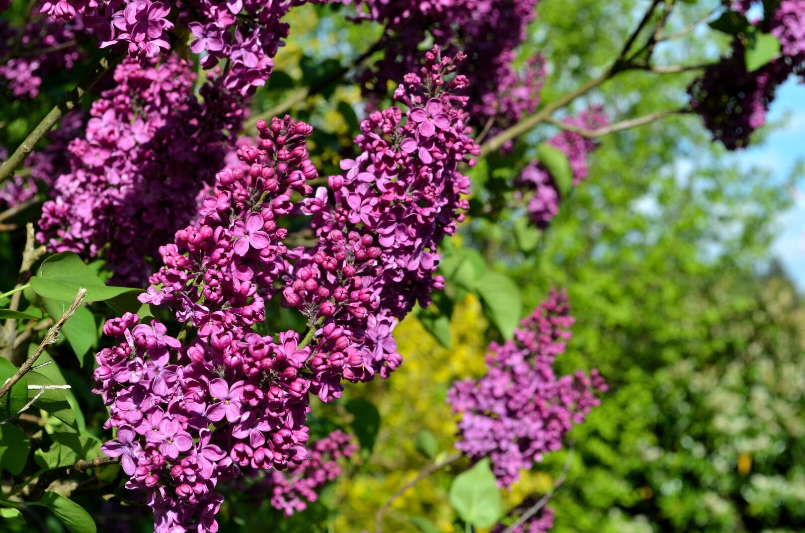 Nikon D5100 sample photo. Lilac, purple lilac, lilac photography