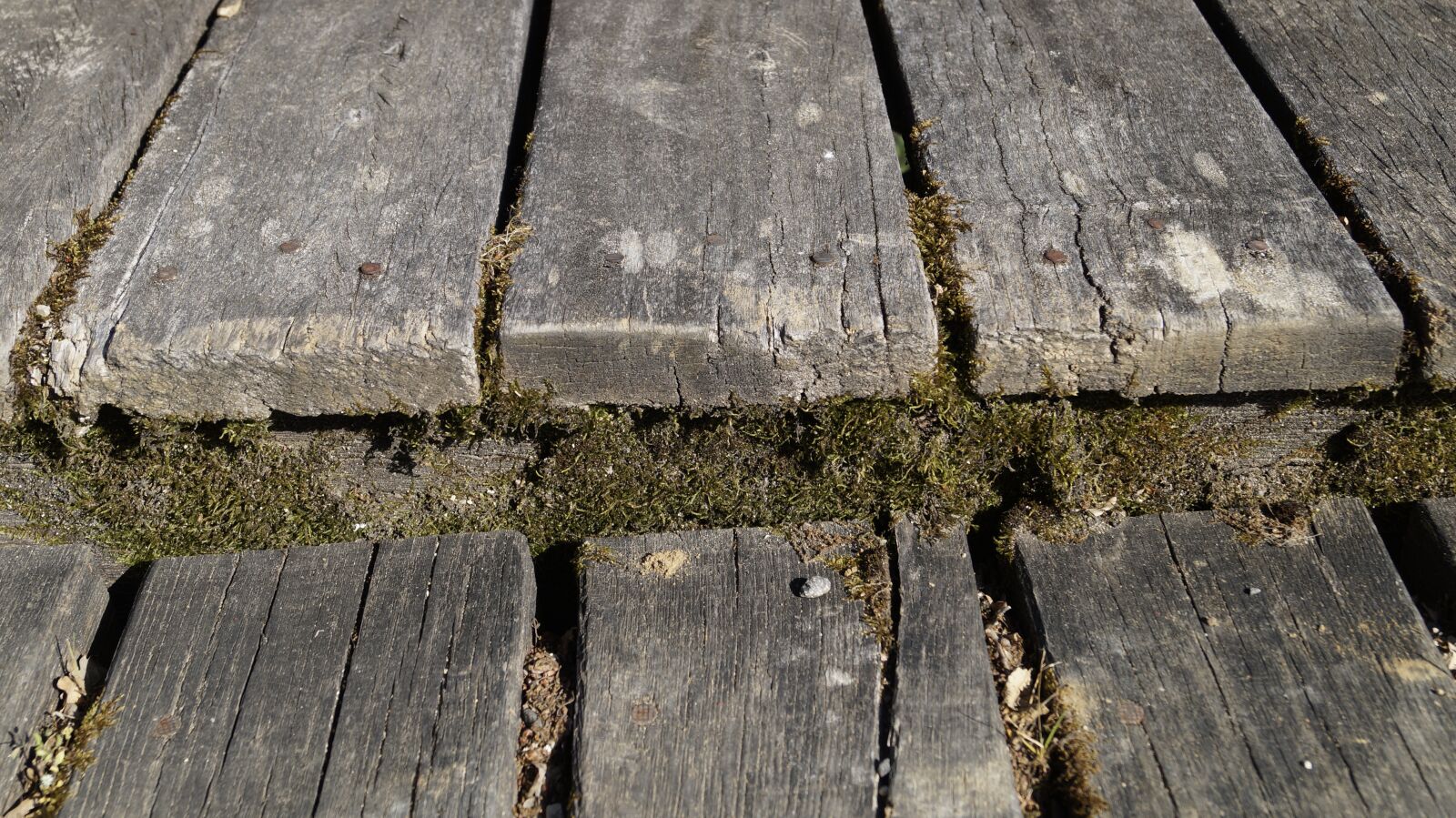 Sony DT 18-55mm F3.5-5.6 SAM II sample photo. Wood, board, path photography