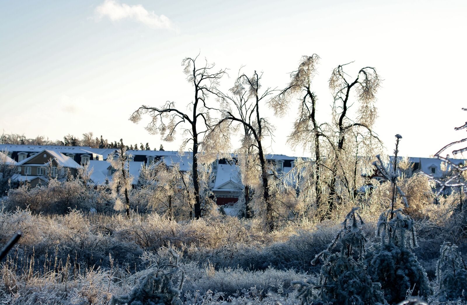 Nikon D7100 sample photo. Frozen, ice, trees photography
