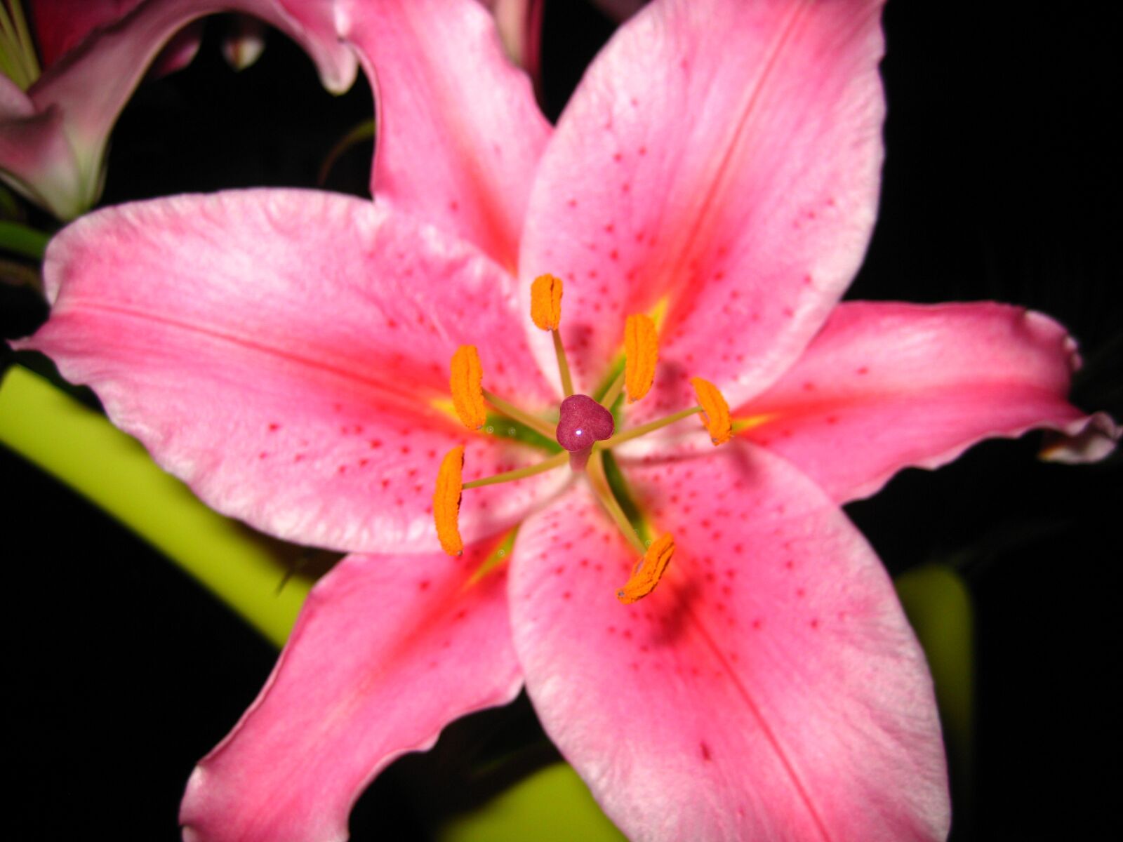 Canon DIGITAL IXUS 70 sample photo. Lily, background, pink photography