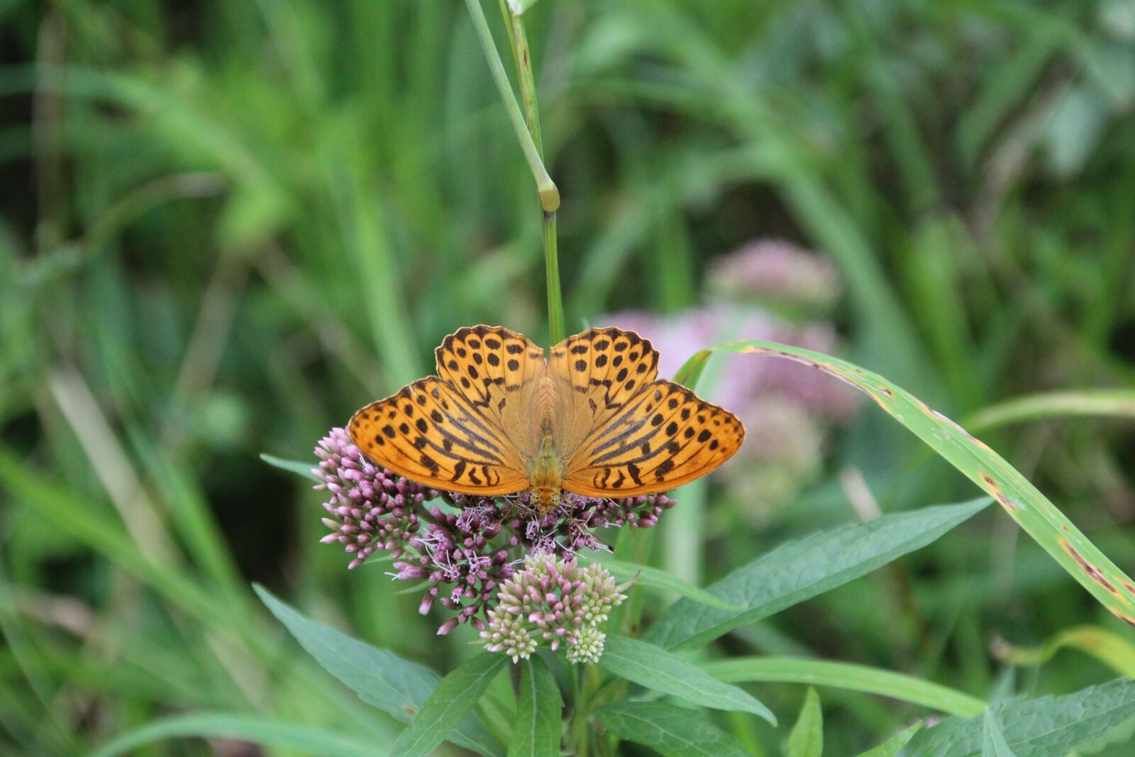Canon EOS 1200D (EOS Rebel T5 / EOS Kiss X70 / EOS Hi) sample photo. Butterfly, insect photography