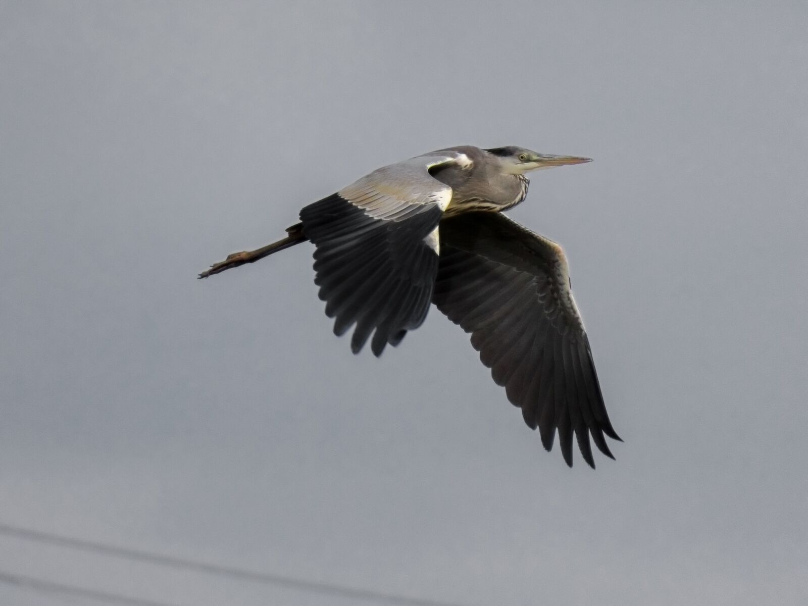 Canon PowerShot SX70 HS sample photo. Animal, sky, bird photography