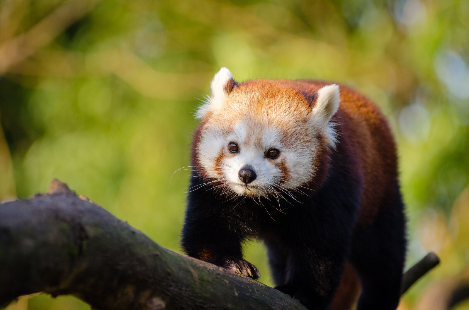 AF Zoom-Nikkor 80-200mm f/2.8 ED sample photo
