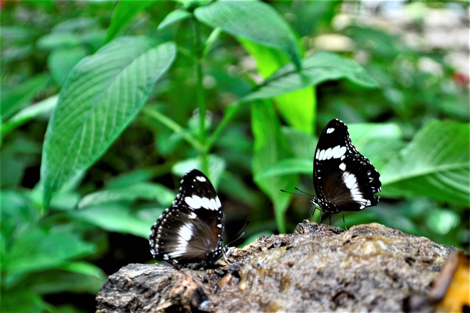Nikon D3100 sample photo. Black and white butterflies photography
