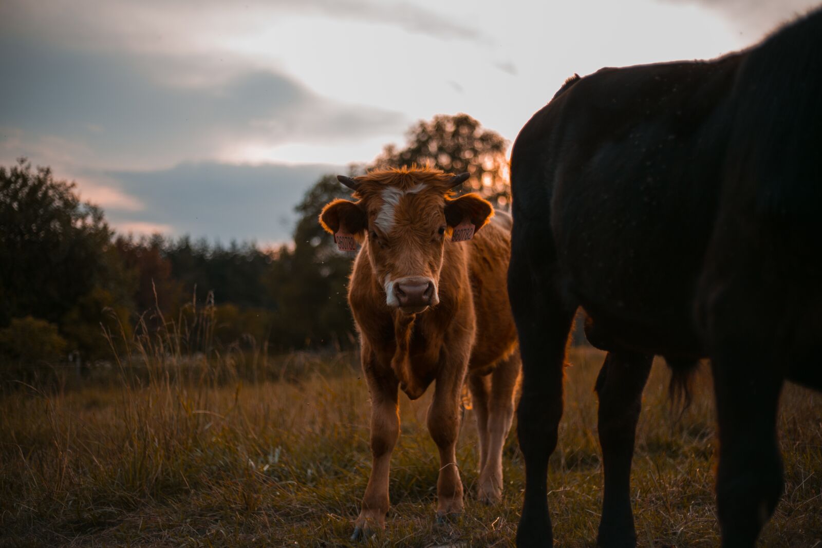 Canon EF 50mm F1.8 II sample photo. Animal, economic, sheep photography
