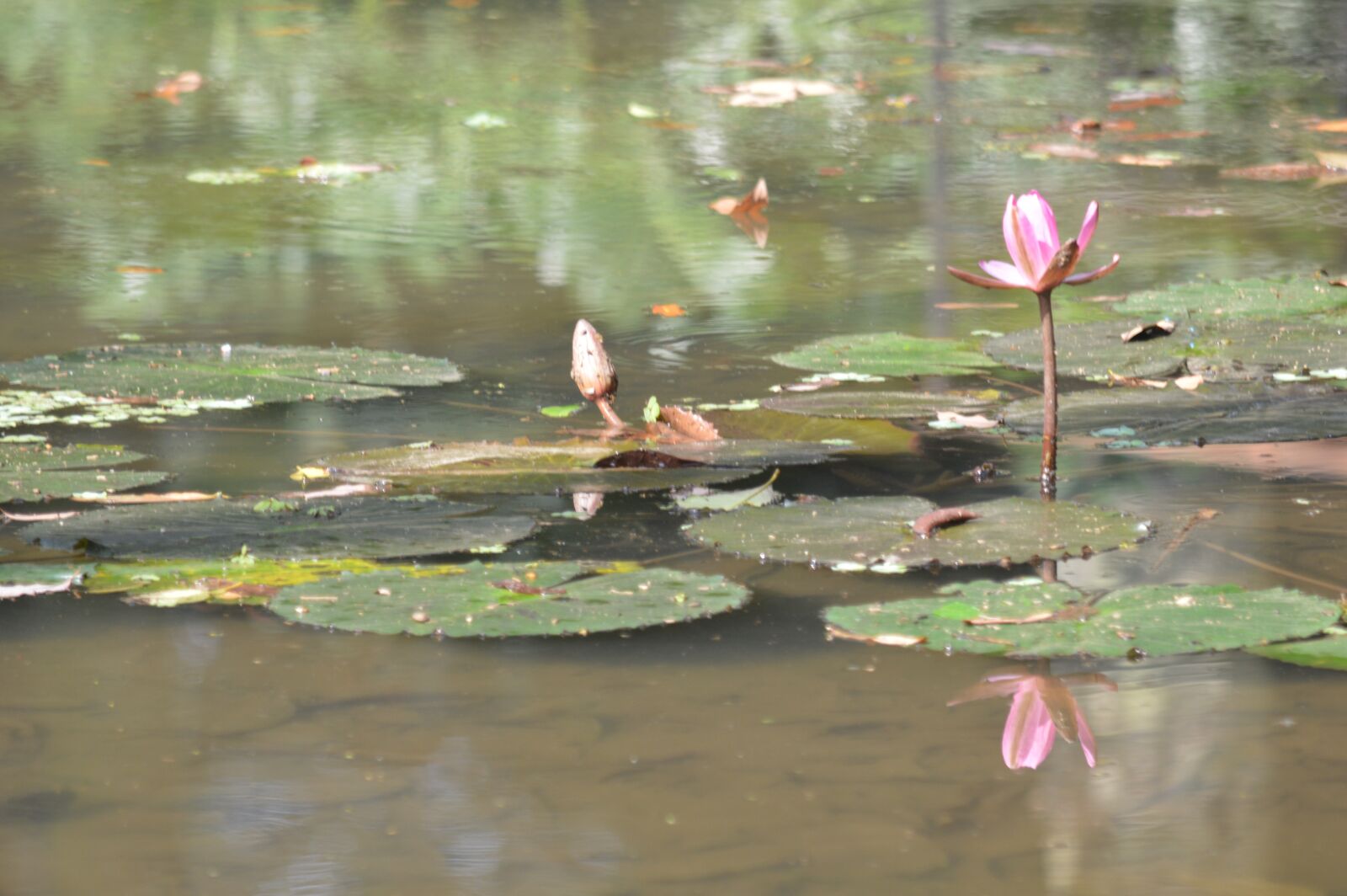 Nikon D3200 sample photo. Waterlily, pink, pond photography
