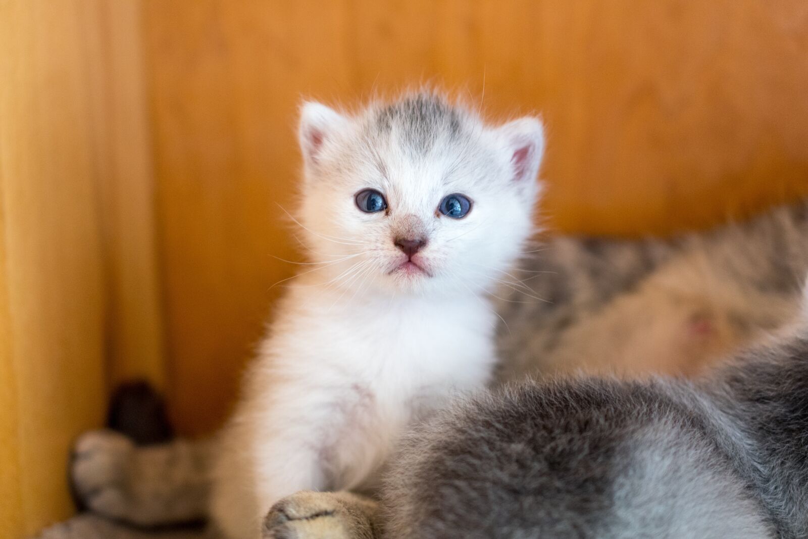 Nikon D7500 sample photo. Kitten, cat, young cat photography