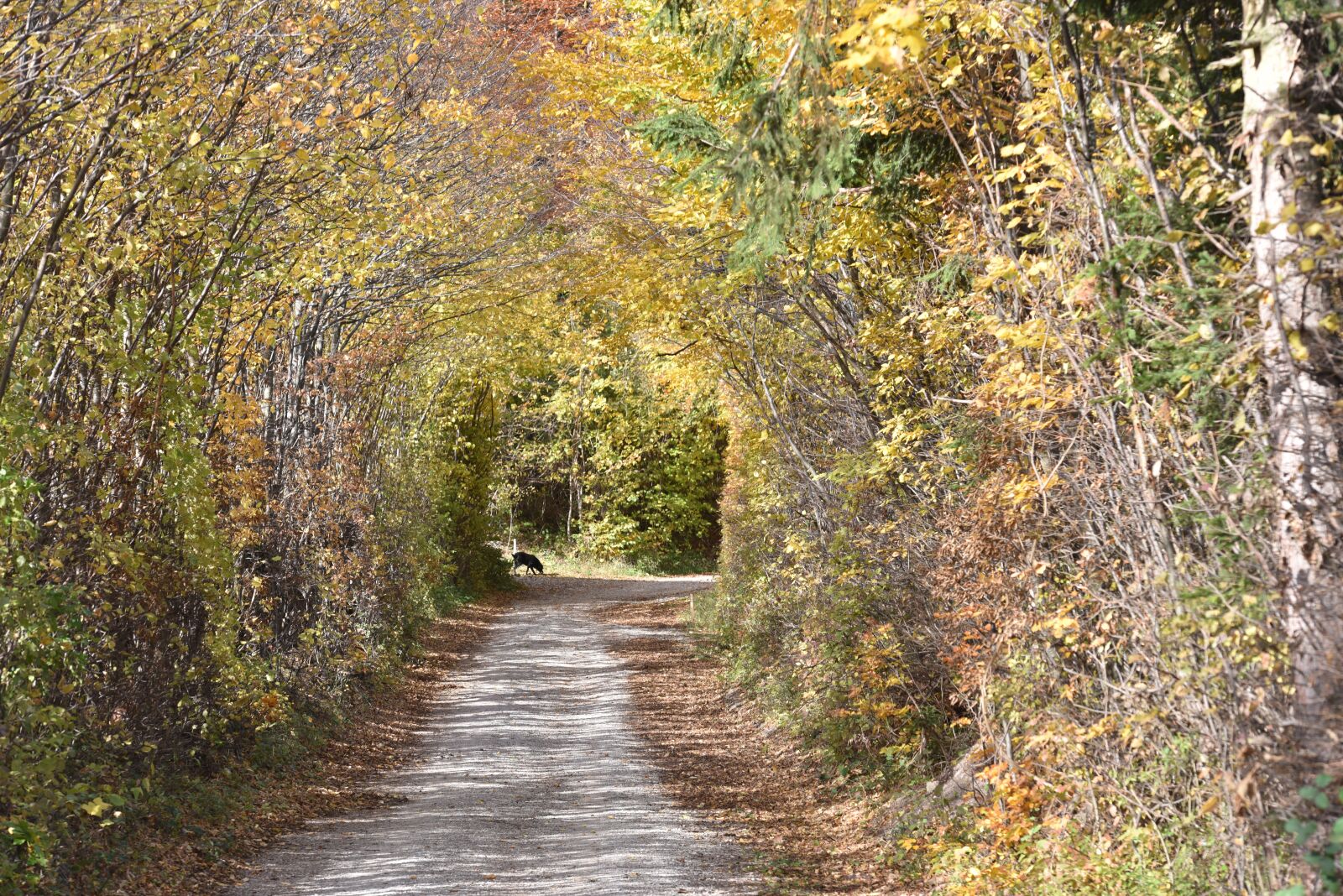 Nikon D810 sample photo. Autumn, away, forest photography
