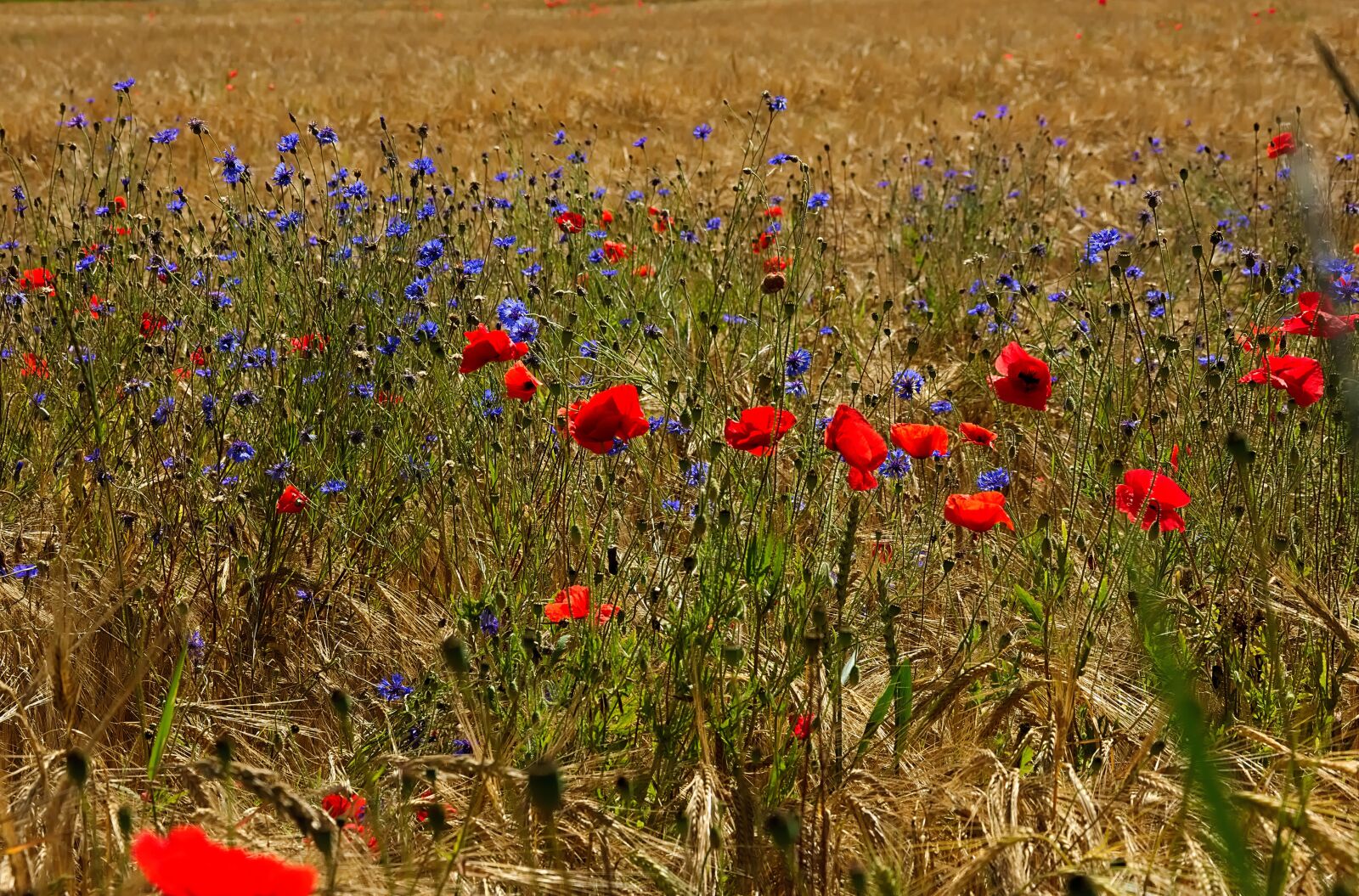 Nikon D7200 sample photo. Edge of field, cornflowers photography