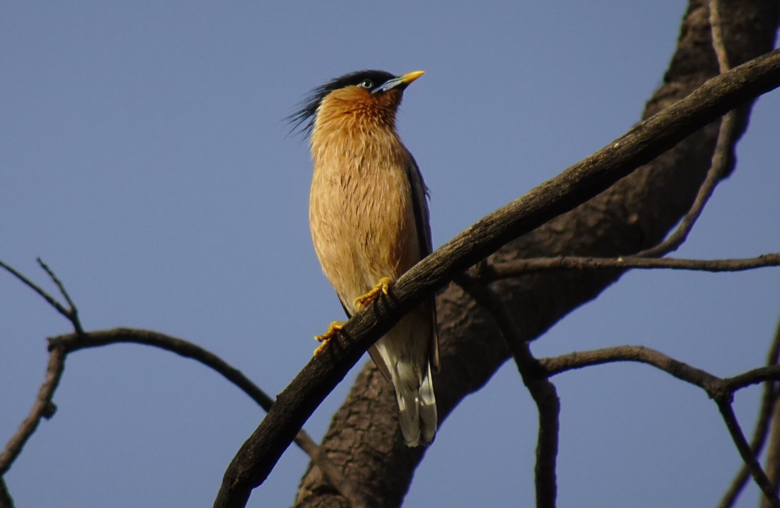 Sony DSC-WX800 sample photo. Bird, aves, brahminy myna photography