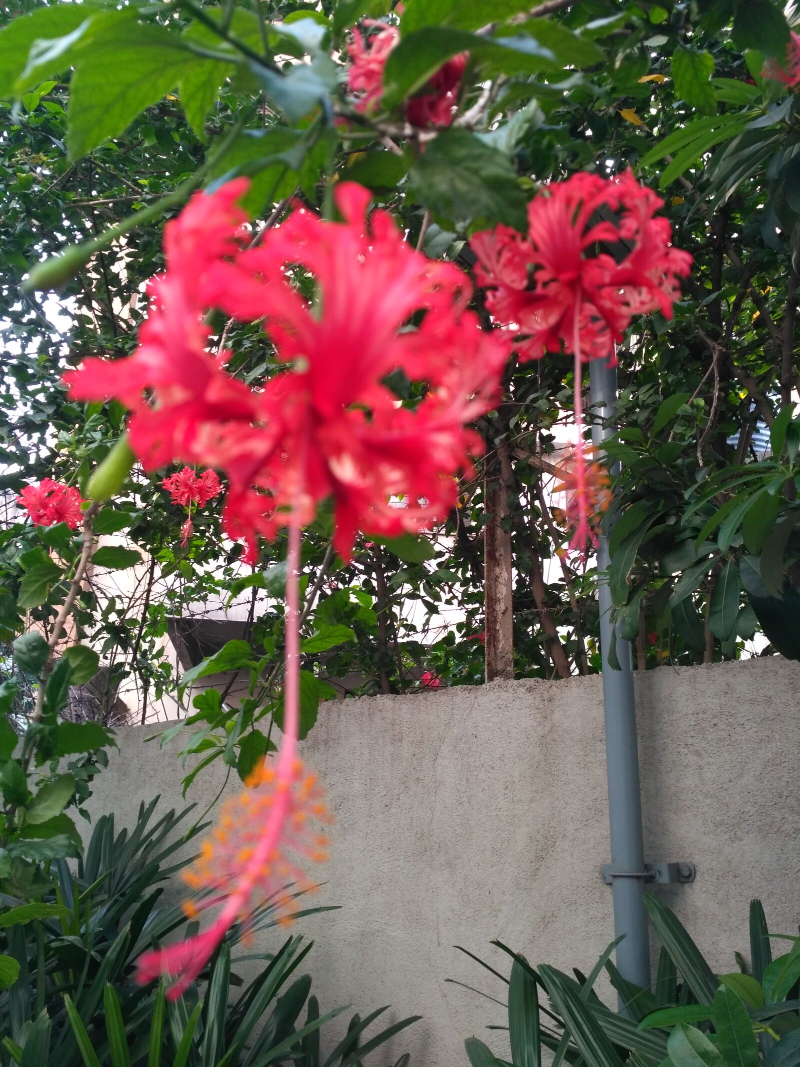 Xiaomi Redmi 3S sample photo