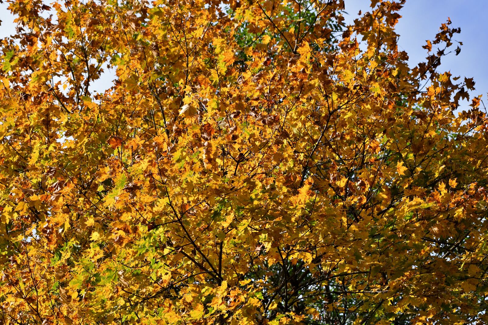 Nikon D500 sample photo. Fall colors, autumn leaves photography