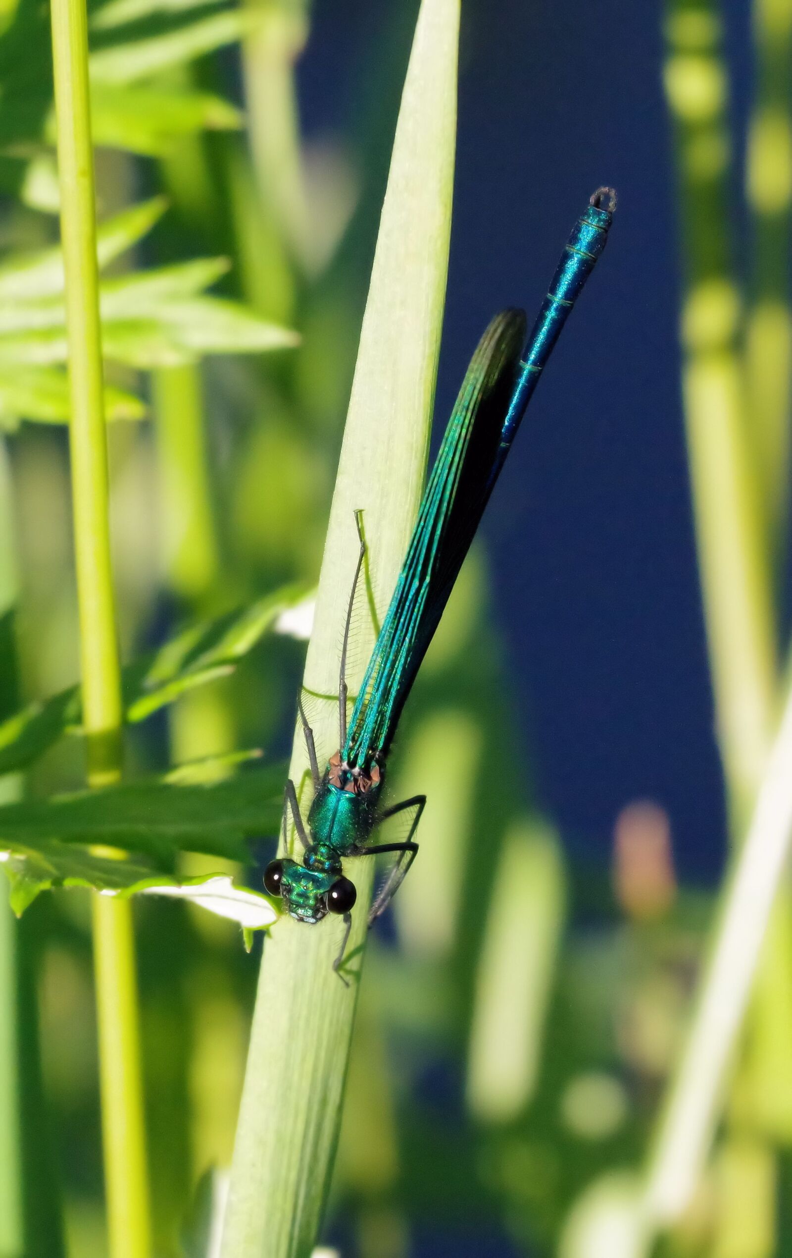 Pentax K-70 sample photo. Dragonfly, nature, insect photography