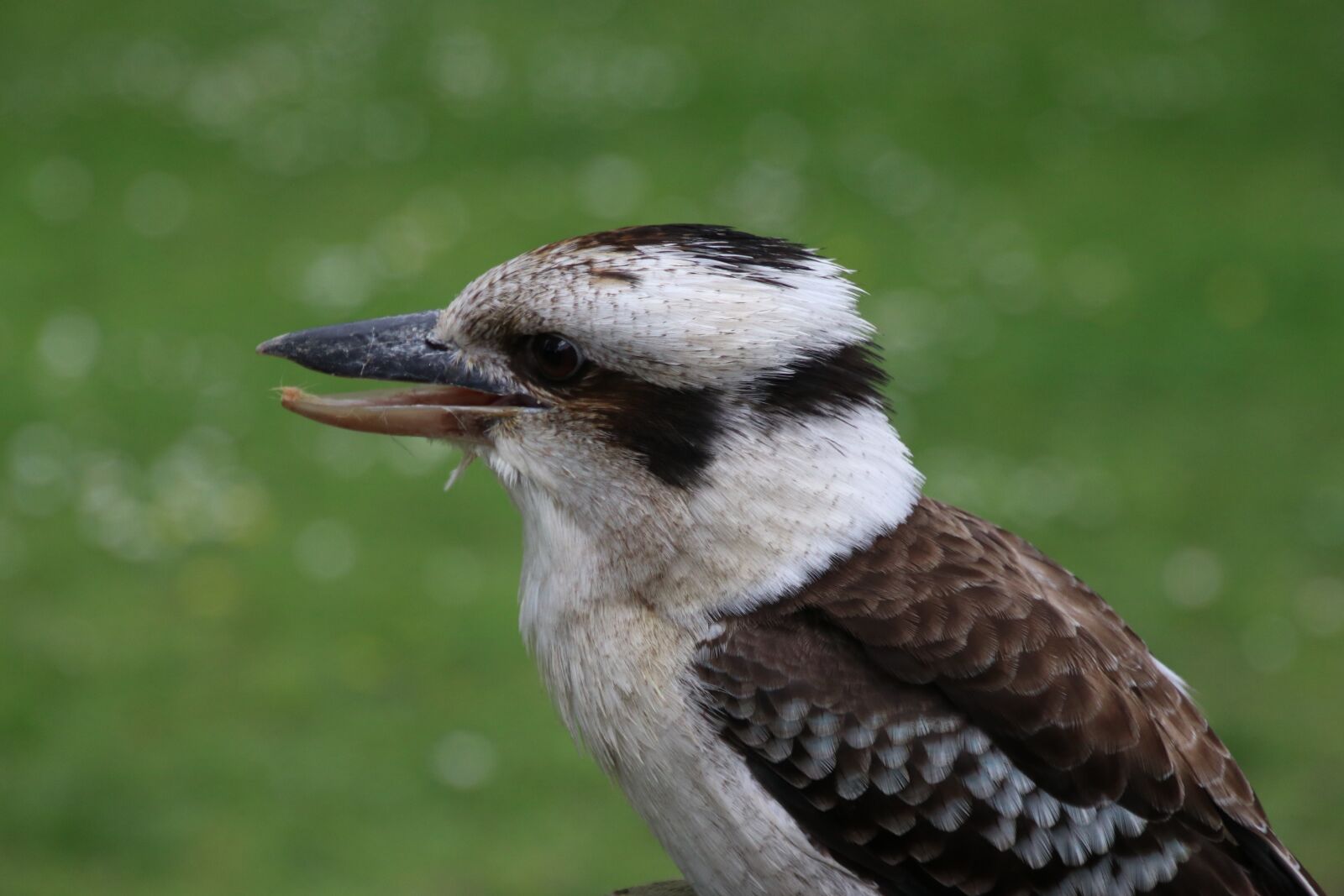 Canon EOS 80D + Tamron 16-300mm F3.5-6.3 Di II VC PZD Macro sample photo. Kookaburra, kingfisher, bird photography