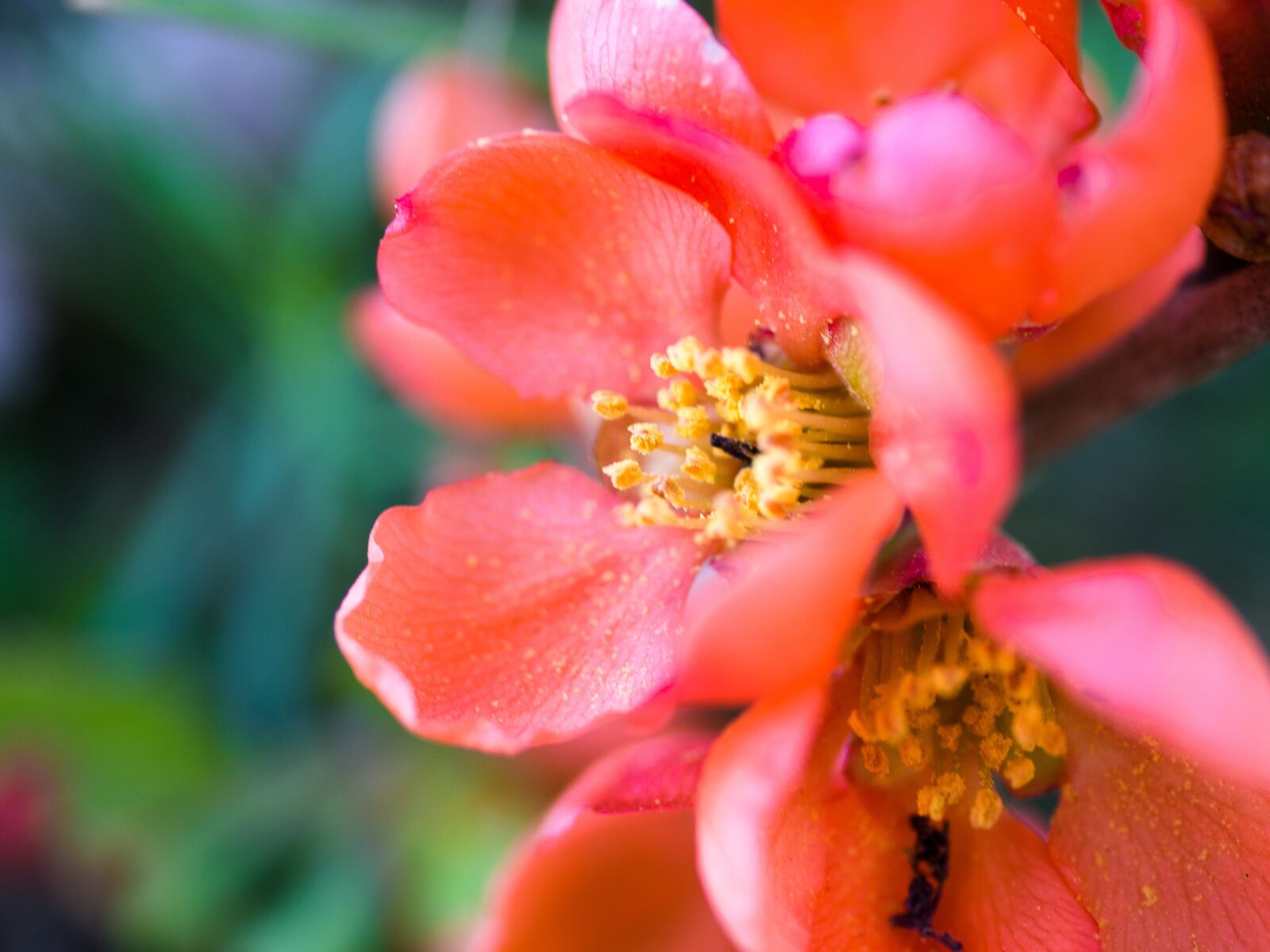 Olympus PEN E-PL9 sample photo. Ornamental quince, chaenomeles, pink photography
