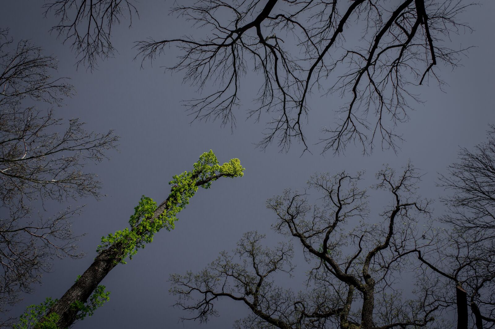 Nikon D3200 sample photo. Tree, arboretum, spring photography