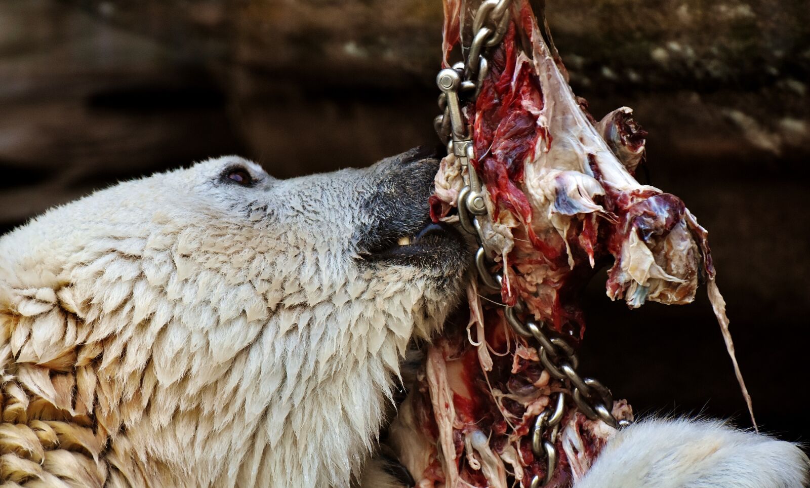 Nikon D7200 sample photo. Polar bear, feeding, meat photography