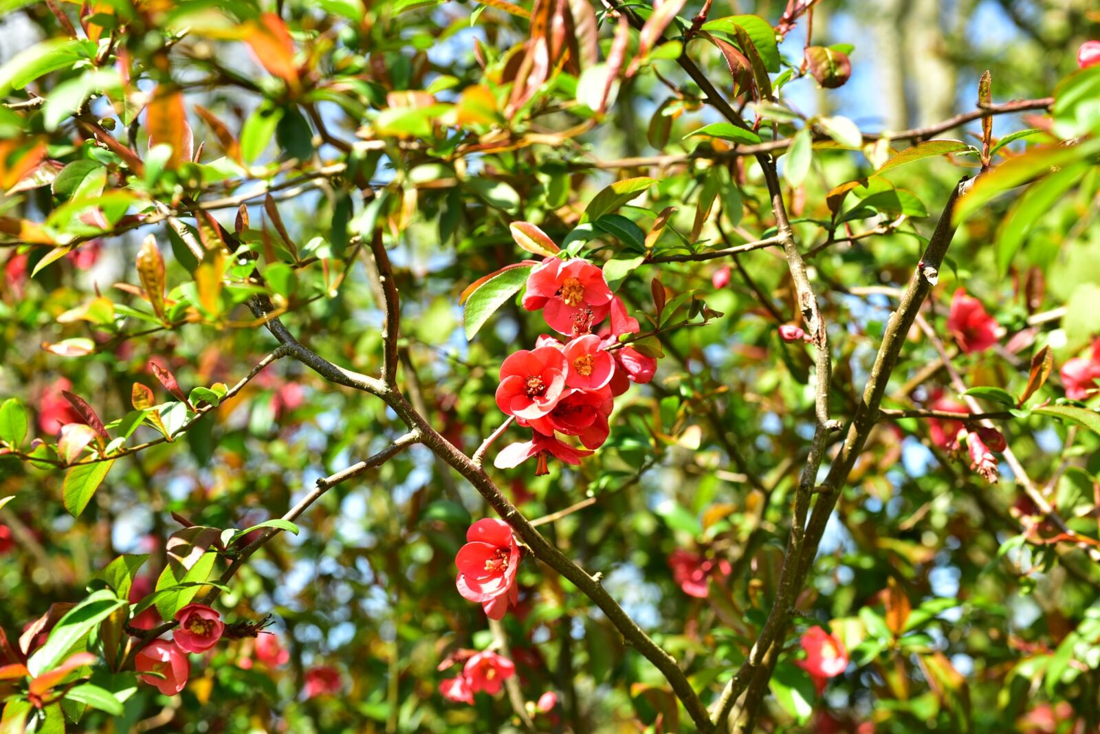 Nikon D750 sample photo. Blossom, bloom, red flower photography
