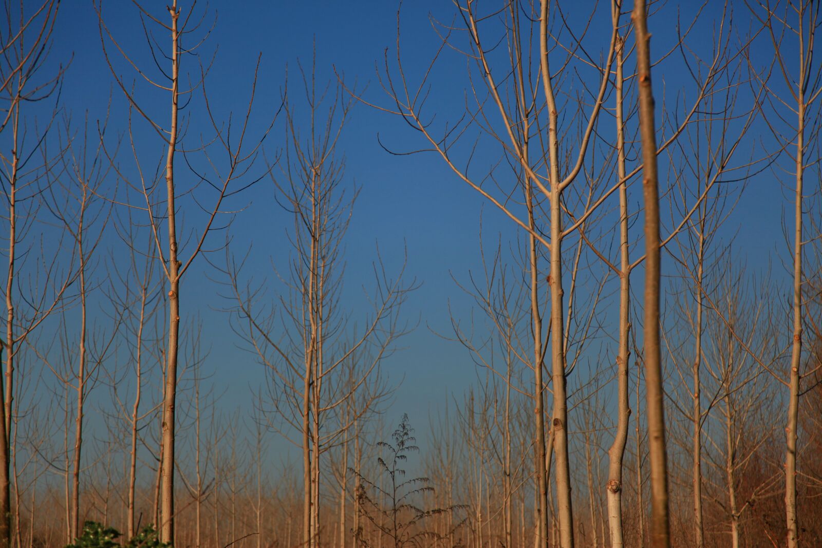 Canon EOS 5D Mark II sample photo. Poplars, winter, landscape photography