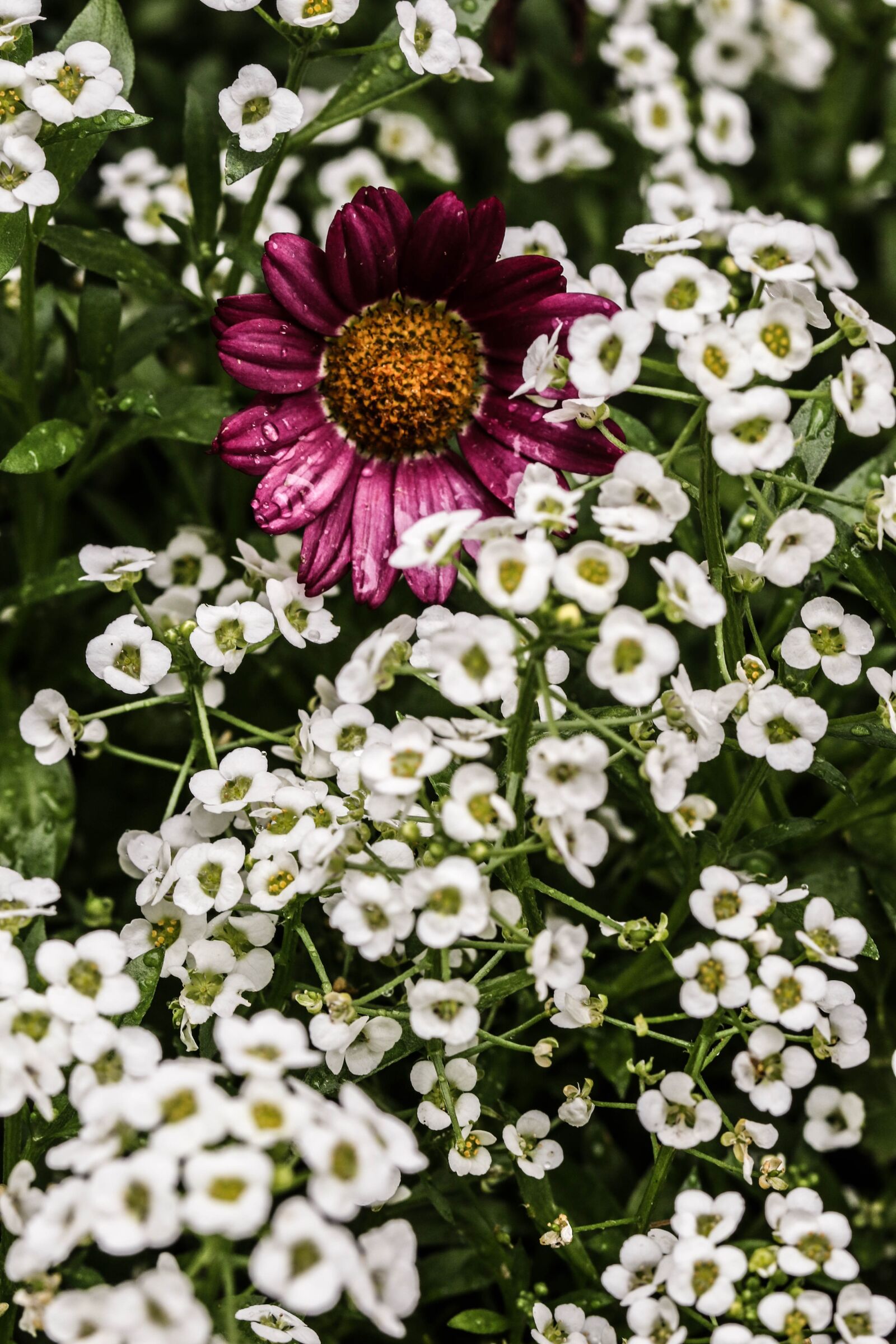 Canon EOS 7D Mark II sample photo. Flower, macro, garden flower photography