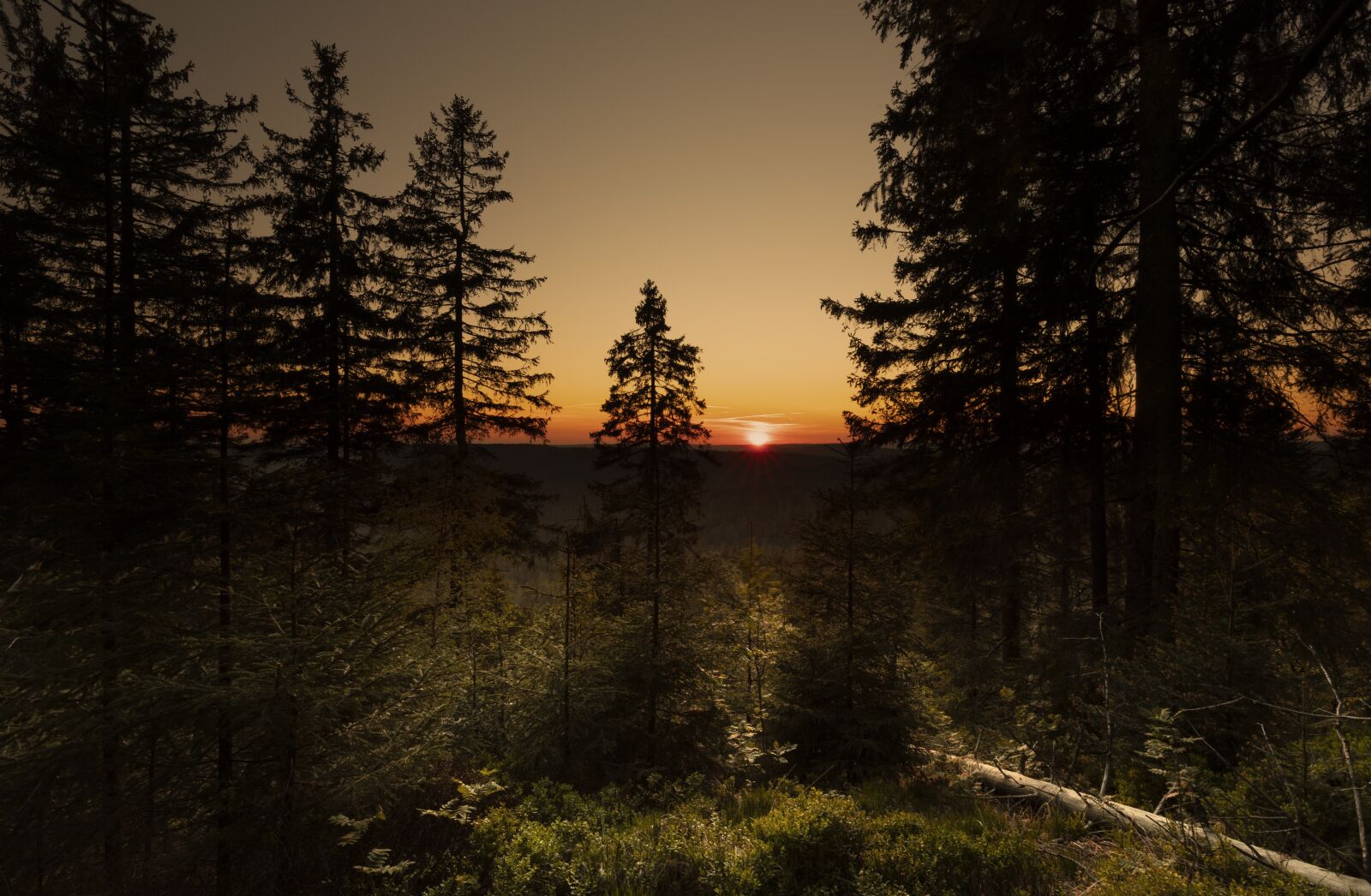 Canon EOS 5D Mark IV + Canon EF 16-35mm F4L IS USM sample photo. Sunrise, black forest, summer photography