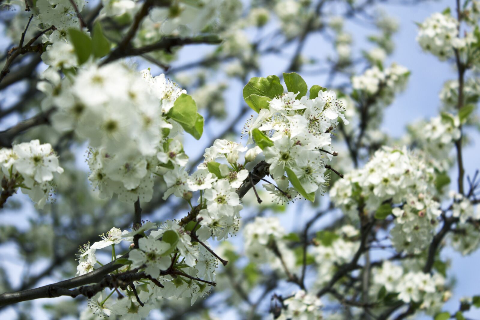 Canon EOS 1200D (EOS Rebel T5 / EOS Kiss X70 / EOS Hi) sample photo. Blossom, spring, bloom photography