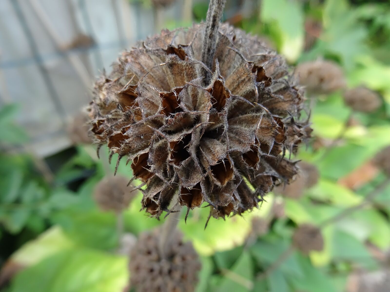 Sony DSC-HX50 sample photo. Nature, countryside, garden photography