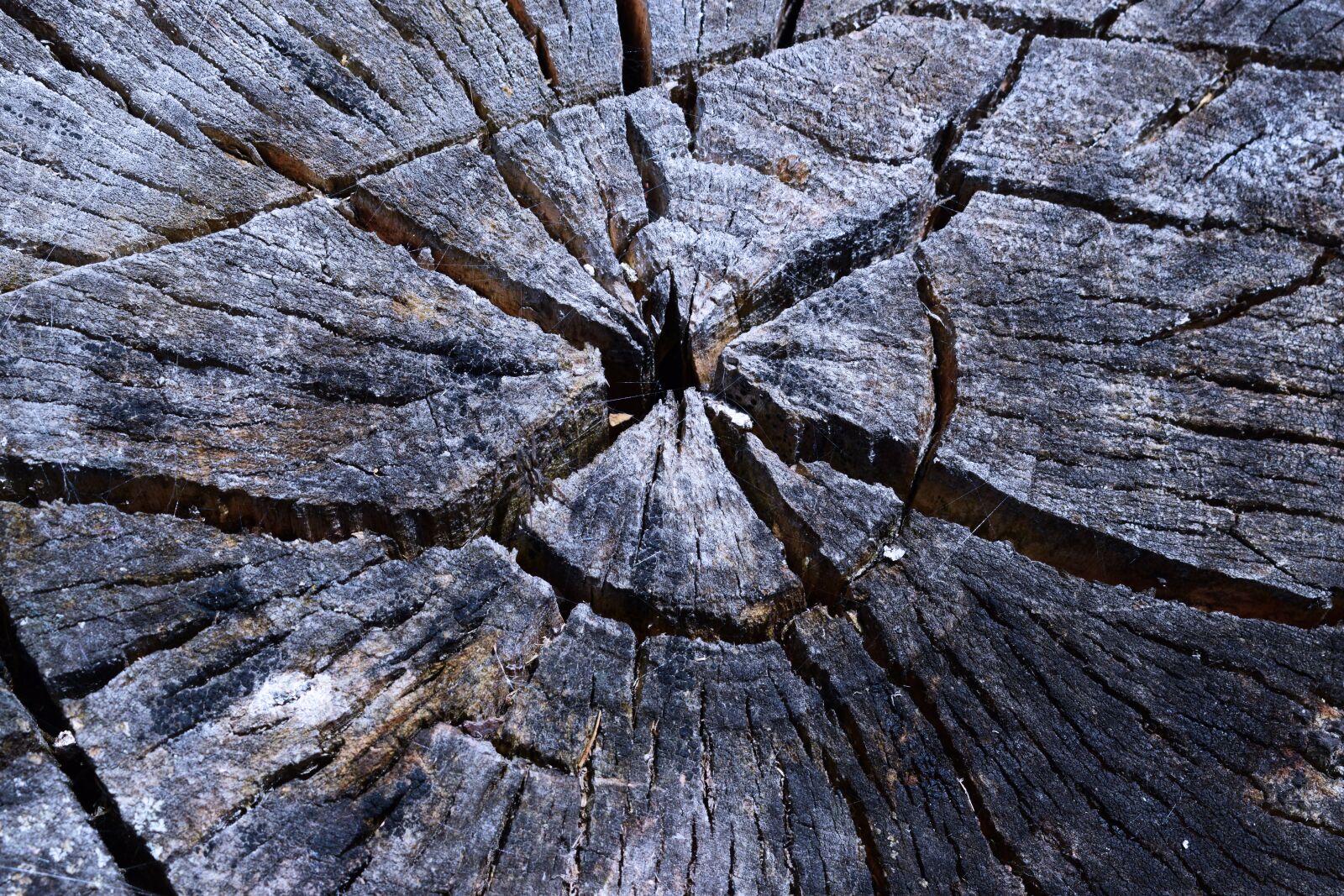 Nikon D3300 sample photo. Tree, macro, macrophoto photography