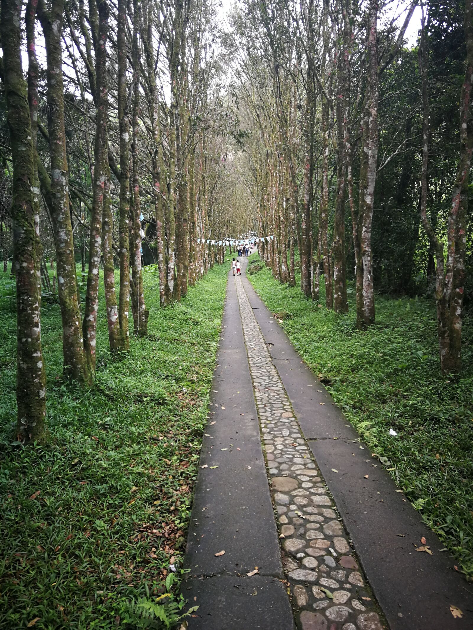 HUAWEI P10 sample photo. Path, people, trail photography