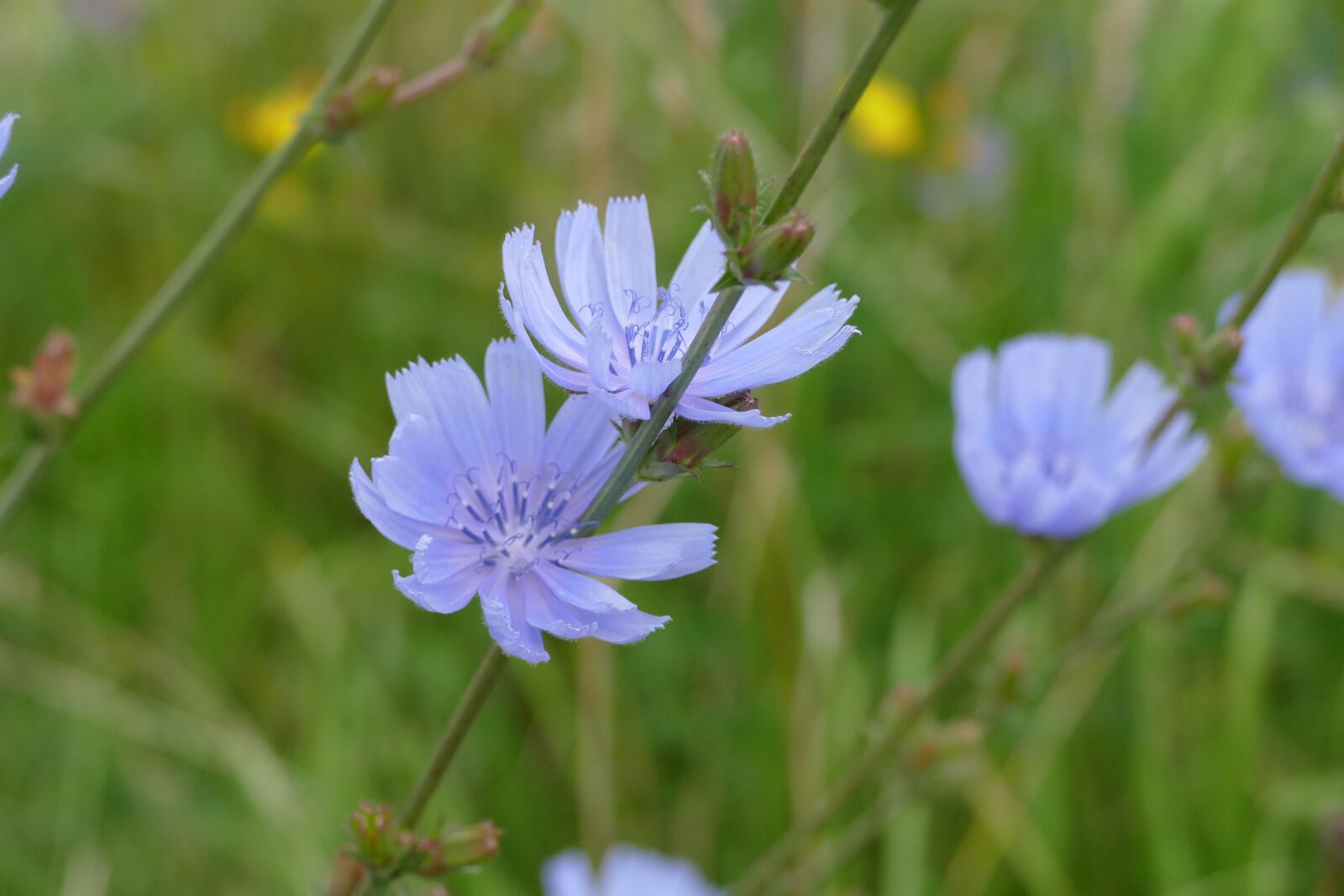 Panasonic Lumix DMC-FZ1000 sample photo. Blue flower, flowers, nature photography