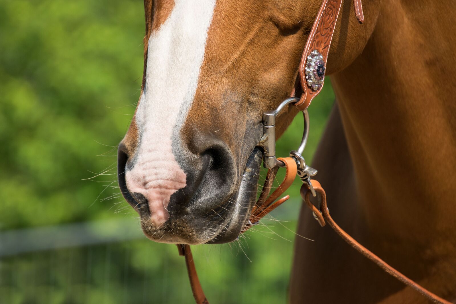 Nikon D3300 sample photo. Quarter horse, horse, western photography