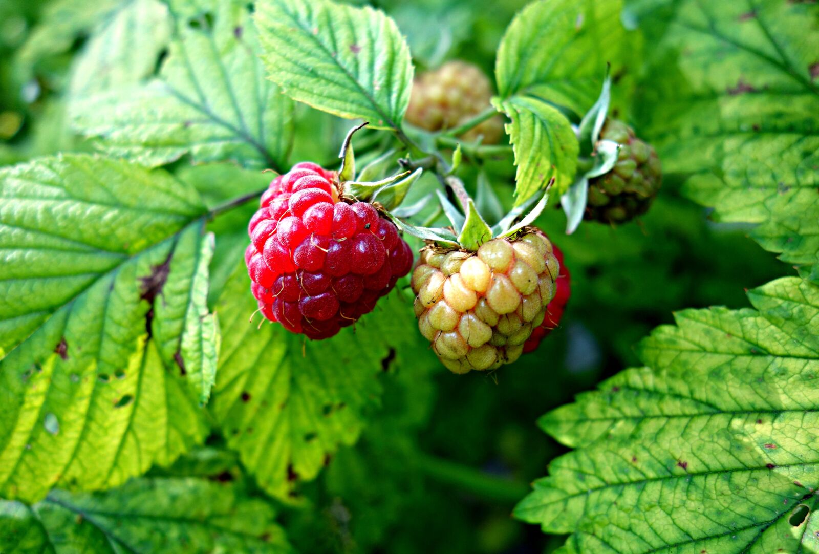 Sony Cyber-shot DSC-RX100 sample photo. Raspberry, berry, fruit photography