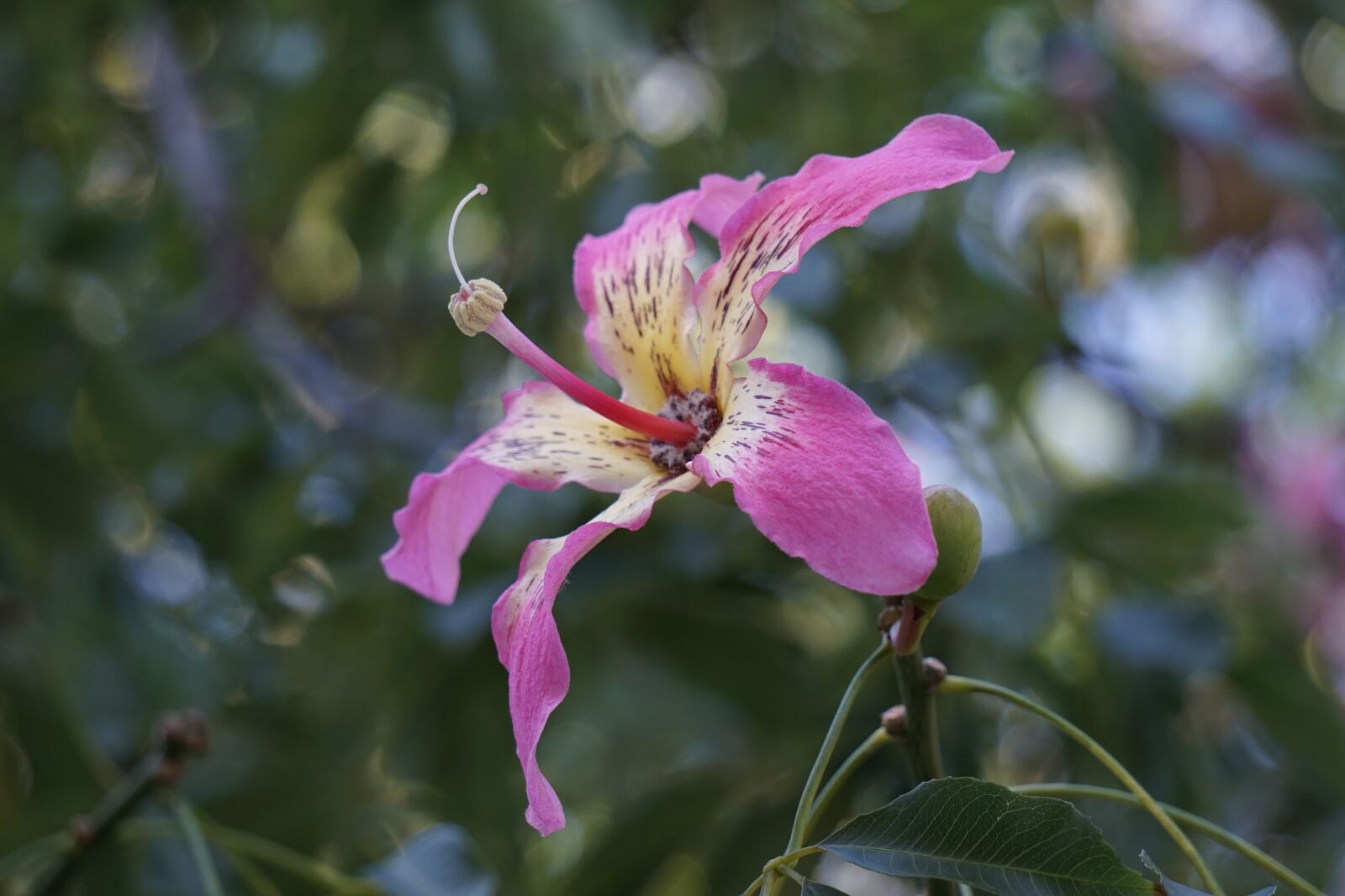 Sony E 55-210mm F4.5-6.3 OSS sample photo. Pink flower, flower, flowers photography