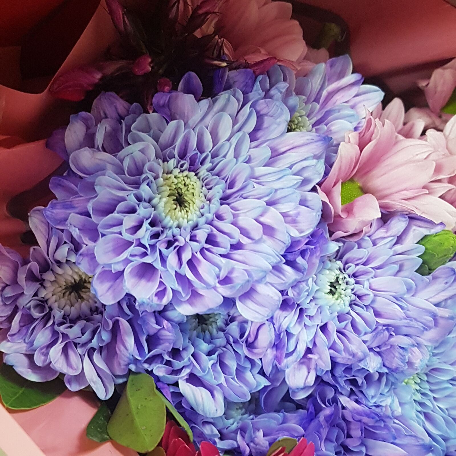 Samsung Galaxy S7 sample photo. Flower, purple, bloom photography