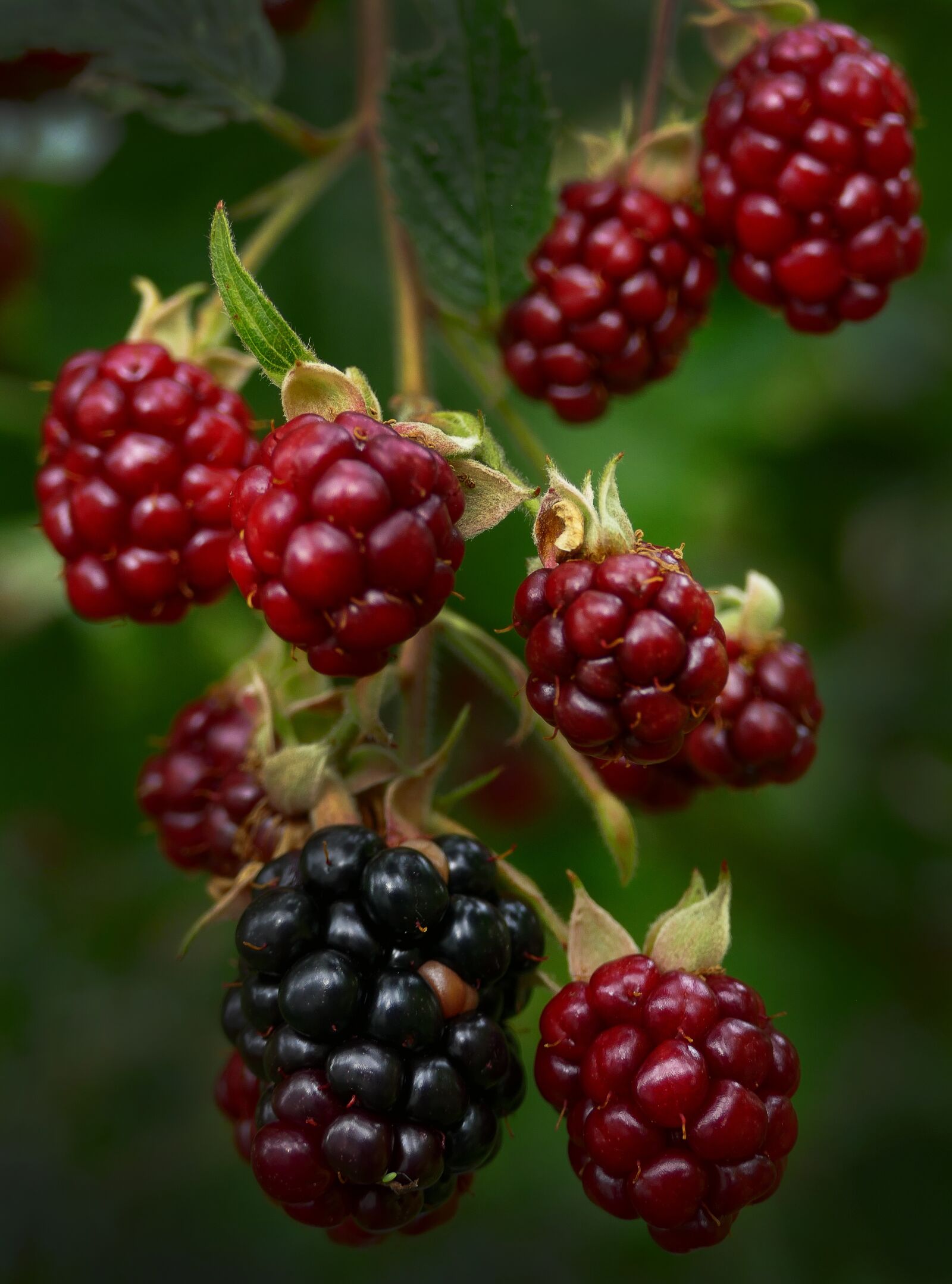 Panasonic Lumix DMC-FZ1000 sample photo. Blackberry, berries, panicle photography