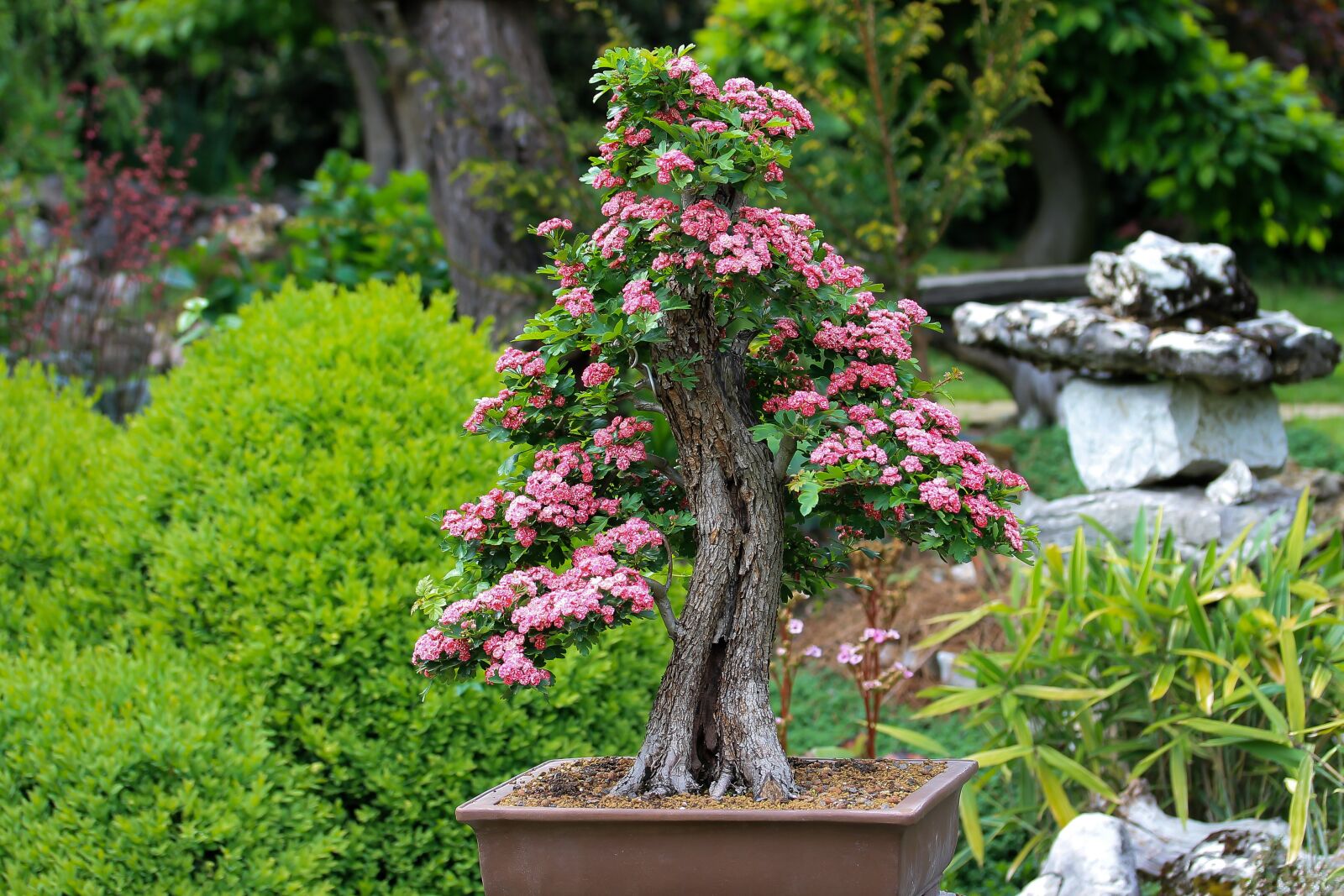 Canon EF-S 60mm F2.8 Macro USM sample photo. Bonsai, d szgalagonya, v photography