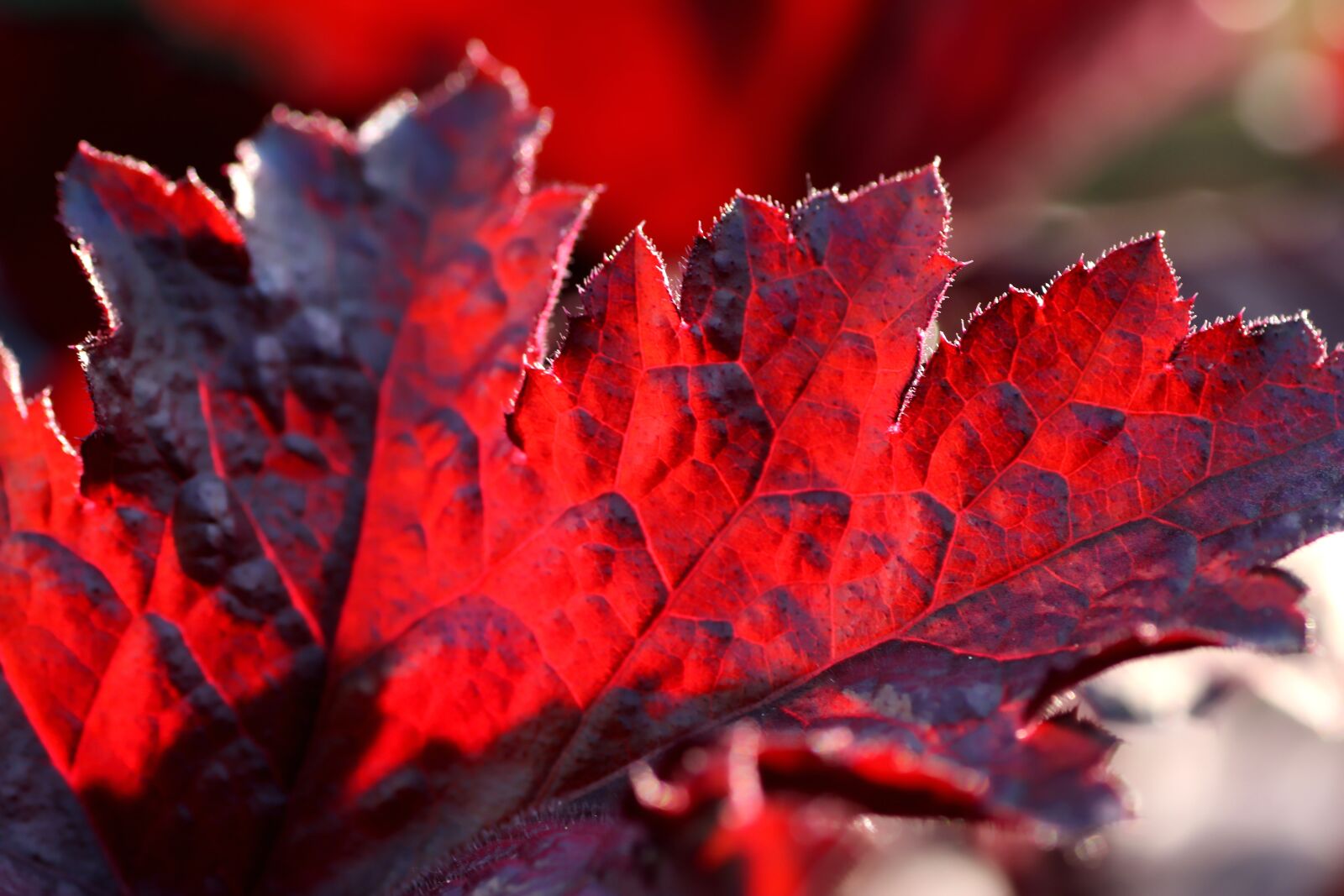 Tamron SP 90mm F2.8 Di VC USD 1:1 Macro sample photo. Leaves, backlighting, autumn photography
