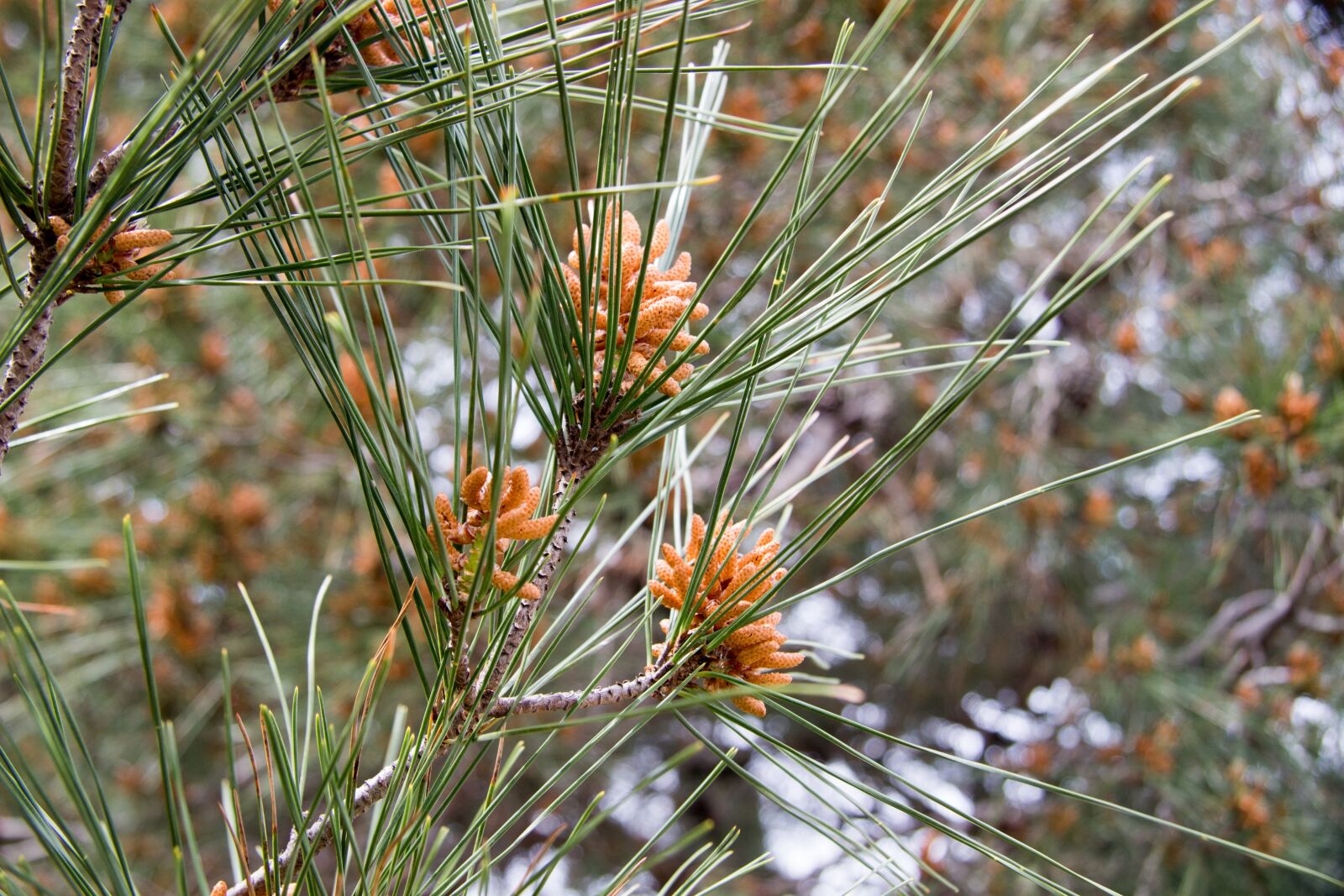 Canon EF-S 17-85mm F4-5.6 IS USM sample photo. Plant, greens, grow up photography