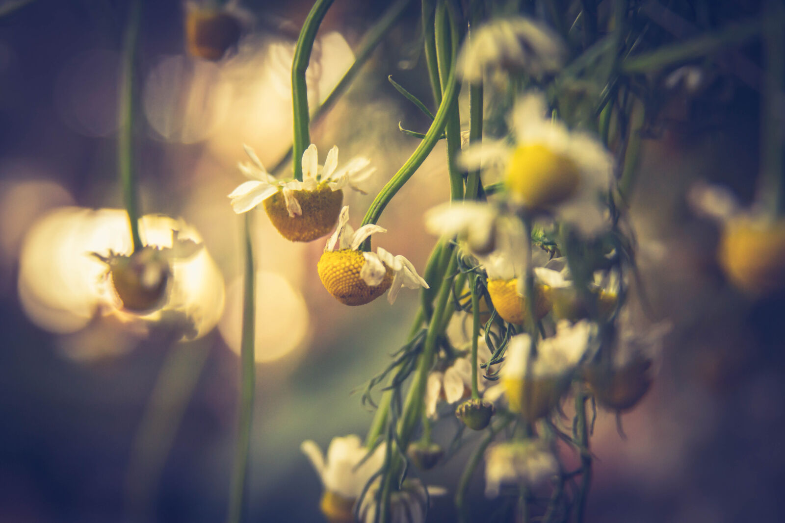 Canon EOS 60D sample photo. Background, beautiful, flowers, chamomile photography
