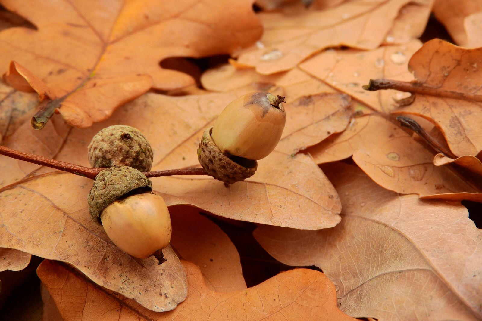 Nikon Coolpix P610 sample photo. Acorns, acorn, autumn leaves photography