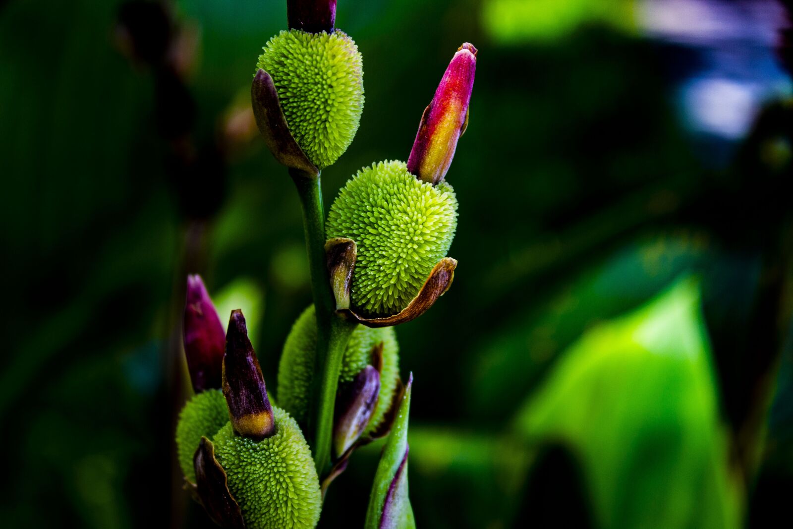 Canon EOS 600D (Rebel EOS T3i / EOS Kiss X5) sample photo. Flower, plant, nature photography