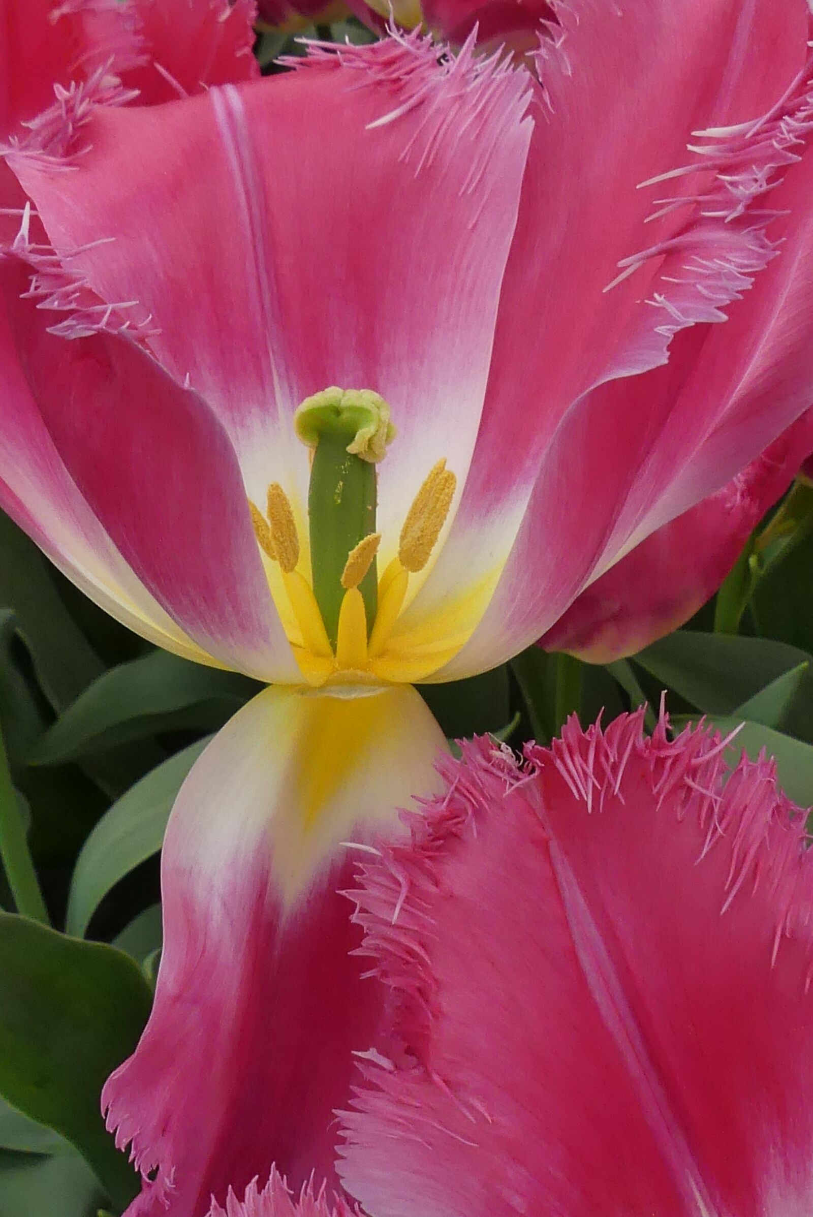 Panasonic Lumix DMC-FZ300 sample photo. Tulip, macro, close photography